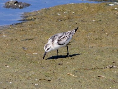 Sanderling