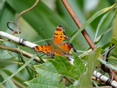 Grey Comma (Polygonia progne)