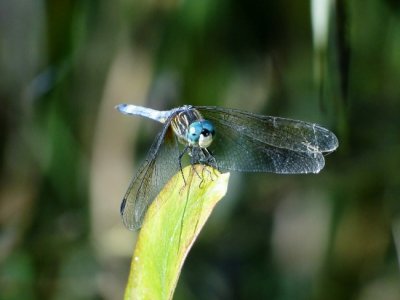 Blue Dasher  (Pachydiplax longipennis)