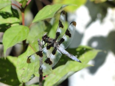 Twelve-spotted Skimmer (Libellula pulchella)