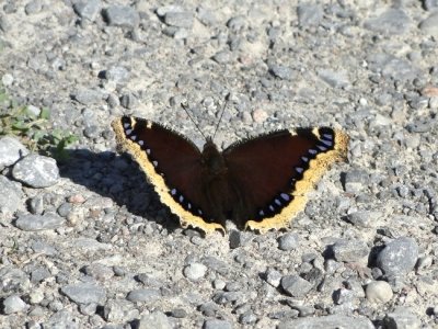 Mourning Cloak  (Nymphalis antiopa)