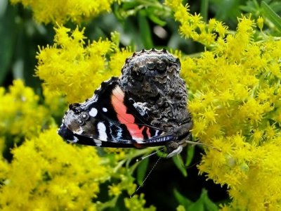 Red Admiral (<i>Vanessa atalanta</i>)