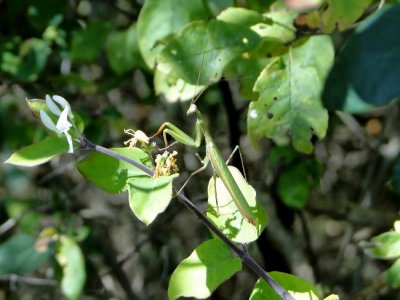 Praying Mantis (Mantis religiosa)