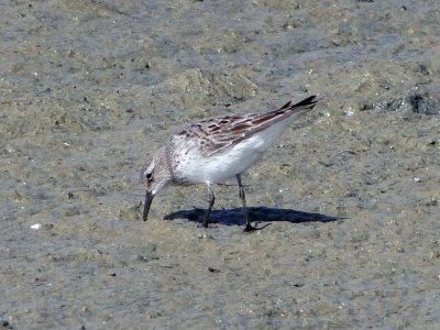 White-rumped Sandpiper