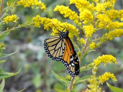 Monarch (Danaus plexippus)