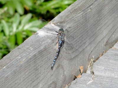 Lake Darner