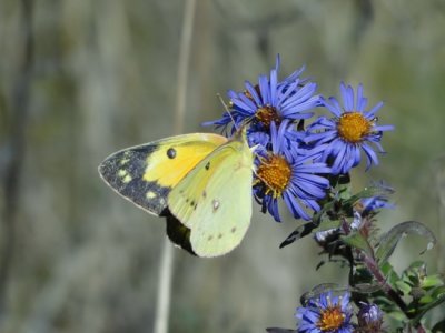 Orange Sulphur