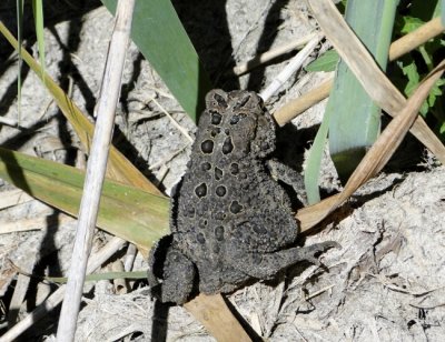 American Toad (Bufo americanus)