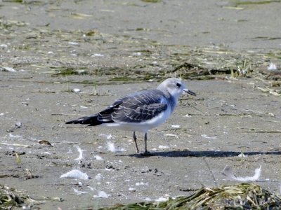 Sabine's Gull (juvenile)