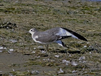 Sabine's Gull (juvenile)