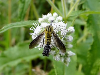 Bee fly (Lepidophora lutea)