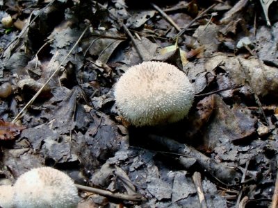 Puffball (Lycoperdon sp.)