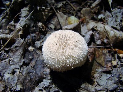 Puffball (Lycoperdon sp.)