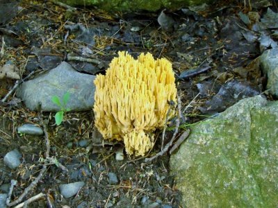 Coral Fungus