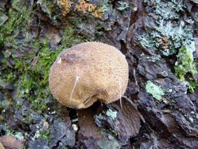 Puffball (Lycoperdon sp.)