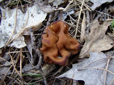 Mushroom sp.