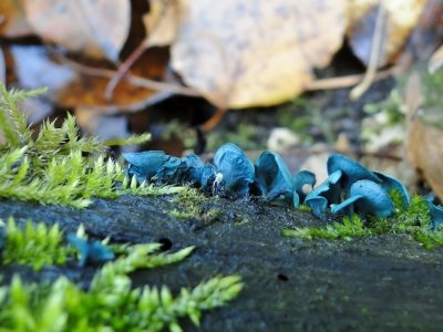Blue stain fungus (Chlorociboria aeruginescens)