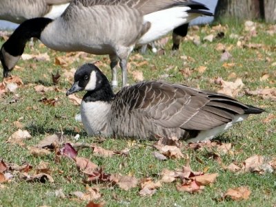 Cackling Goose (Branta hutchinsii )
