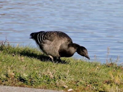 Brant (<i>Branta bernicla</i>)