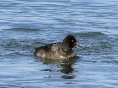 Lesser Scaup