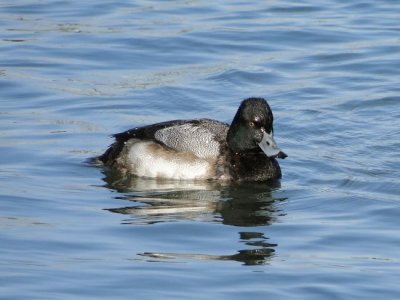 Lesser Scaup