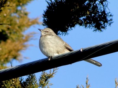 Northern Mockingbird