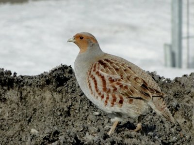 Gray Partridge (Perdix perdix)