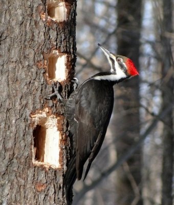 Pileated Woodpecker