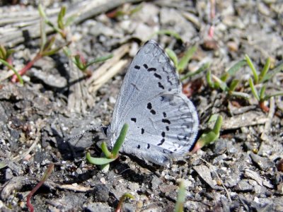 Northern Spring Azure (Celastrina lucia)