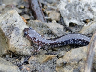 Eastern Redback Salamander (Plethodon cinereus)