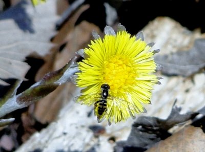 Coltsfoot (Tussilago farfara) with Hover Fly
