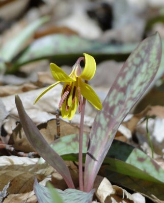 Trout lily (Erythronium americanum)