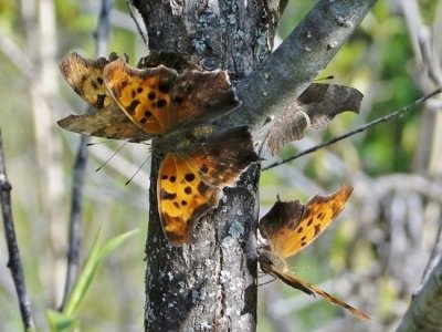 Question Marks (Polygonia interrogationis)