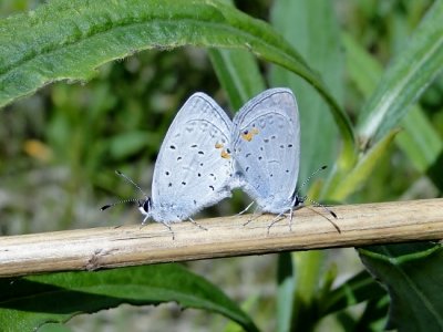 Eastern Tailed Blues (Everes comyntas)