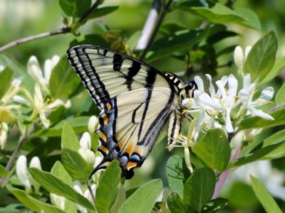 Canadian Tiger Swallowtail (<i>Papilio canadensis</i>)