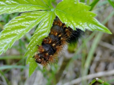 Caterpillar species