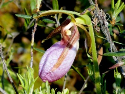 Pink Lady Slipper (Cypripedium acaule)