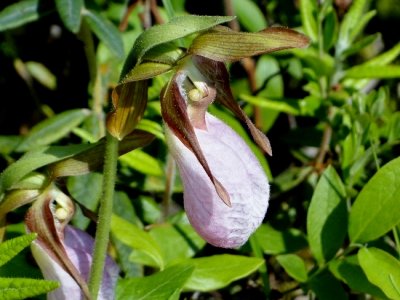 Pink Lady Slipper (Cypripedium acaule)