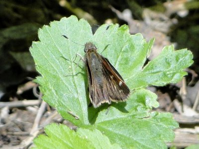 Hobomok Skipper (Poanes hobomok)Female Pocohontas form