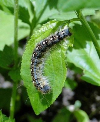 Forest Tent Caterpillar Moth  Malacosoma disstria