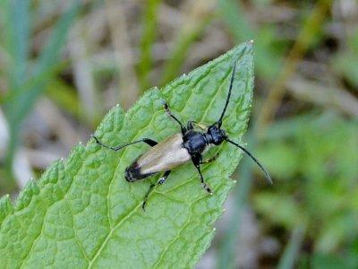 Flower Longhorn Beetle (Trigonarthris sp.)
