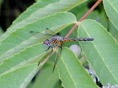 Dashers (Genus Pachydiplax)