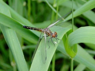 Blue Dasher  (Pachydiplax longipennis) - Teneral