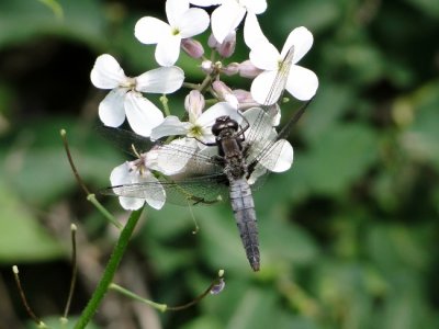 Chalk-fronted Corporal (Ladona julia) on Dame's Rocket