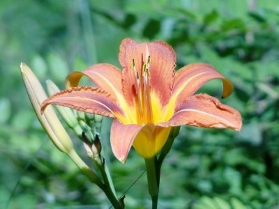 Day Lily (Hemerocallis fulva)