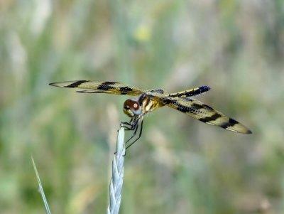 Halloween Pennant (Celithemis eponina)