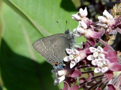 Banded Hairstreak (Satyrium calanus)