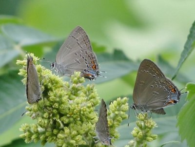 Edwards' Hairstreaks (Satyrium edwardsii)