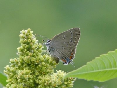 Edwards' Hairstreak (Satyrium edwardsii)