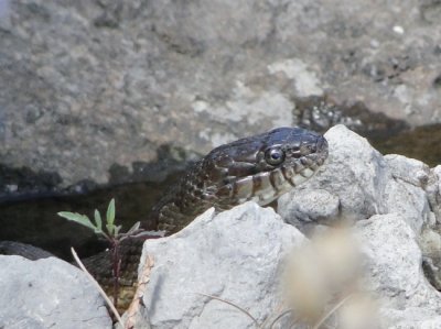 Northern Water Snake